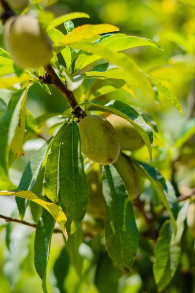 アーモンドはイランや周辺国に自生する樹種ですが 広く栽培されています この木の食用として広く栽培されている種の名前でもあります 選択的焦点 — ストック写真