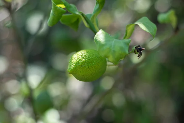 果樹園での植え付けのために栽培されたレモンの木の苗と枝にまだ熟していない果物 選択的フォーカス — ストック写真