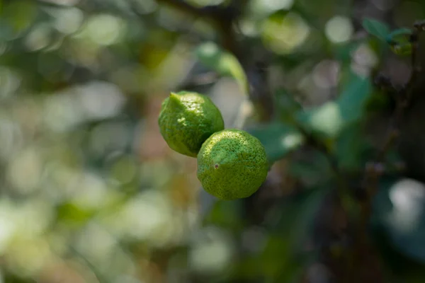 果樹園での植え付けのために栽培されたレモンの木の苗と枝にまだ熟していない果物 選択的フォーカス — ストック写真