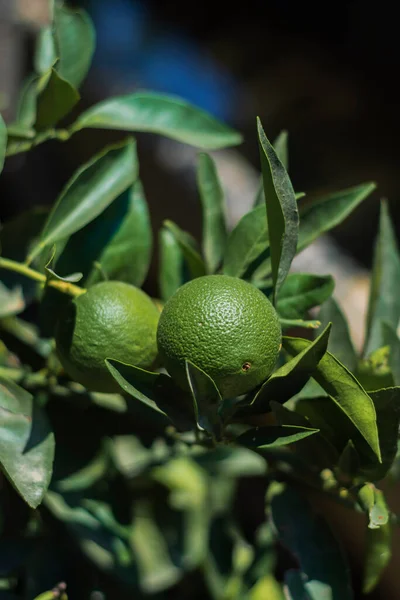 果樹園に植えるために栽培されたオレンジの苗 熟れていない果実 選択的フォーカス — ストック写真