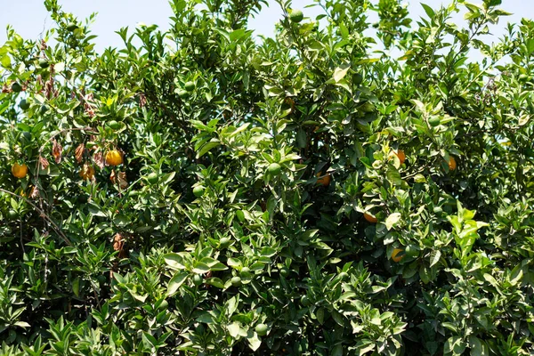 Plántulas Naranja Cultivadas Para Plantar Huertos Fruta Jugosa Madura Enfoque —  Fotos de Stock