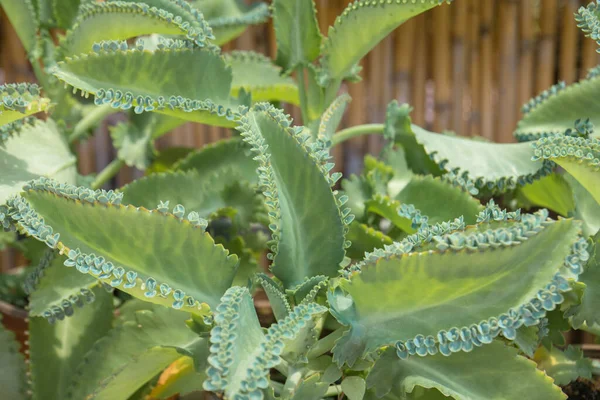 Kalanchoe daigremontiana, eski adıyla Bryophyllum daigremontianum ve yaygın olarak binlerce kişinin annesi olarak bilinir, timsah bitkisi veya Meksika şapka bitkisi Madagaskar 'a özgü sulu bir bitkidir..