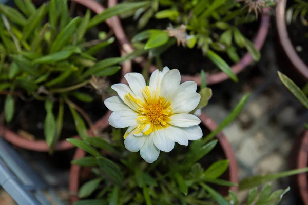 Maceta Blanca Amarilla Planta Casa Enfoque Selectivo — Foto de Stock