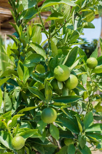 Plántulas Naranja Cultivadas Para Plantar Huertos Fruta Jugosa Madura Enfoque —  Fotos de Stock