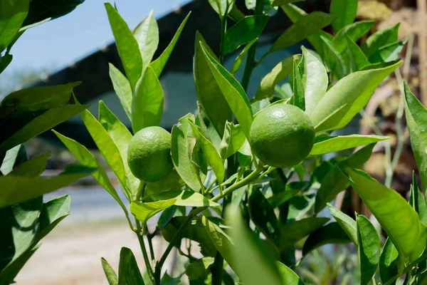 Plántulas Naranja Cultivadas Para Plantar Huertos Fruta Inmadura Enfoque Selectivo —  Fotos de Stock