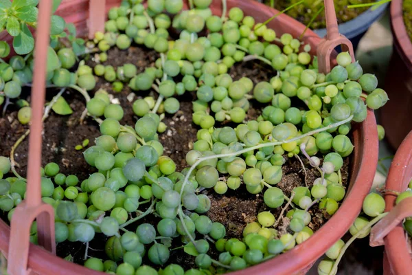 Senecio Rowleyanus Cadena Perlas Una Especie Suculenta —  Fotos de Stock