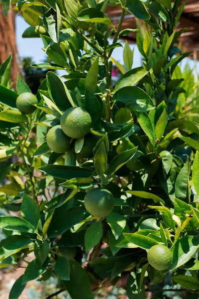 果樹園に植えるために栽培されたオレンジの苗 熟れていない果実 選択的フォーカス — ストック写真