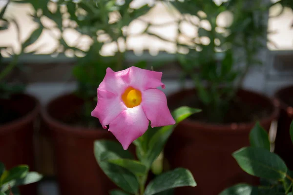 Catharanthus Roseus Vulgarmente Conhecido Como Olhos Brilhantes Cabo Periwinkle Planta — Fotografia de Stock