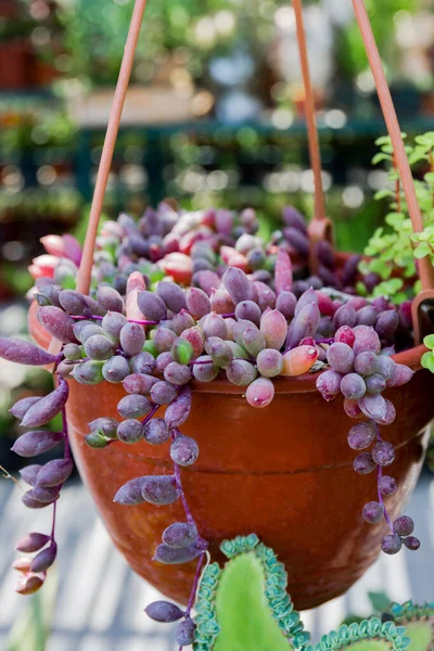 Othonna capensis Ruby Kolye. Bir çeşit sulu. Ev bitkisi. seçici odak.