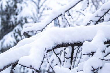 Parlak güneş ışığıyla kaplı ağaç dalları. Ankara 'da kış mevsimi. Seçici odak dalı