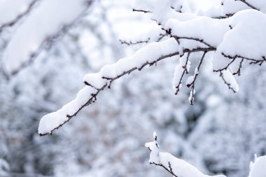 Parlak güneş ışığıyla kaplı ağaç dalları. Ankara 'da kış mevsimi. Seçici odak dalı