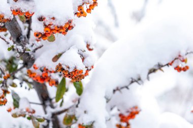 Rowan, Rowanberry, Mountain Ash, European Mountain Ash, Quickbeam, Witch Wiggin Tree, Keirn, Cuirn, Caorthann. Botanik adı Sorbus aucuparia. Karlı Kış Günü. Seçici Odaklanma Şubesi