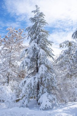 Şubat 'ta Ankara' da ağaçlar ve halk parkı karla kaplandı. Sisli karlı arkaplan.