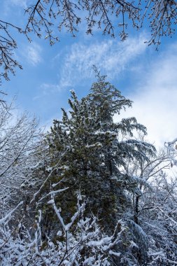 Şubat 'ta Ankara' da ağaçlar ve halk parkı karla kaplandı. Sisli karlı arkaplan.