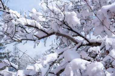 Şubat 'ta Ankara' da ağaçlar ve halk parkı karla kaplandı. Sisli karlı arkaplan.