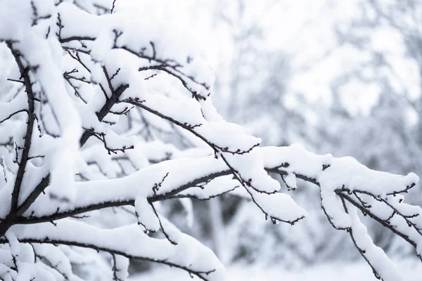 Tree Branches Covered Snow Bright Sunlight Winter Season Ankara Selective — 스톡 사진