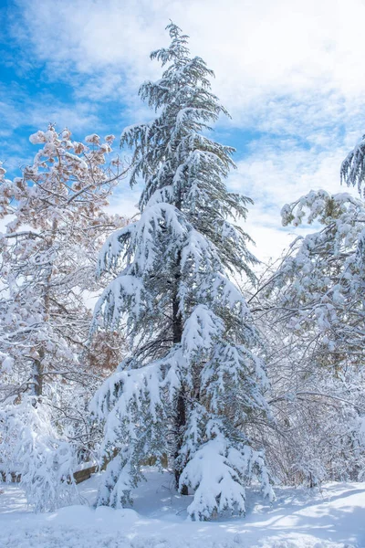 Şubat 'ta Ankara' da ağaçlar ve halk parkı karla kaplandı. Sisli karlı arkaplan.