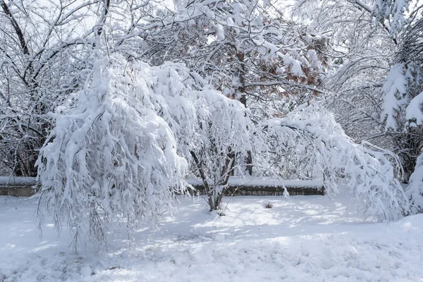 今年2月 在安卡拉 积雪覆盖了树木和公园 科幻雪白的背景 — 图库照片