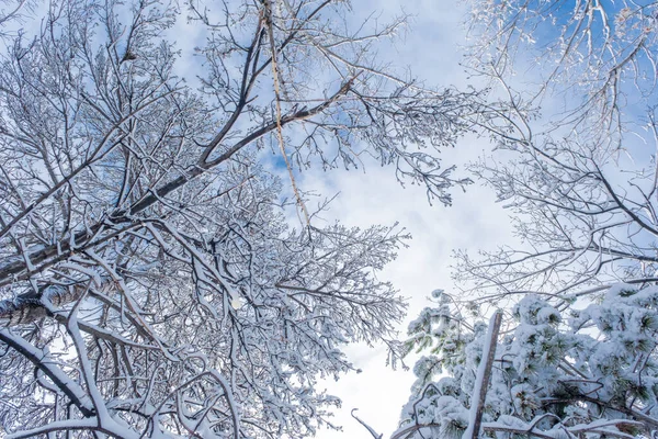 Trees Forest Winter Blue Sky View Snow Covered Top Branches — 스톡 사진
