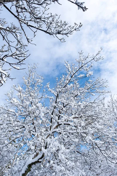 Trees Forest Winter Blue Sky View Snow Covered Top Branches — 스톡 사진