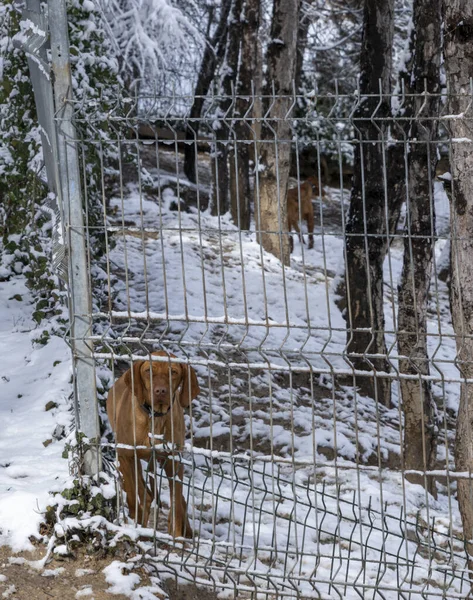 Vizsla hunting dog watching outside from behind metal fences in winter in Ankara Turkey. Selective Focus Front side Dogs face.