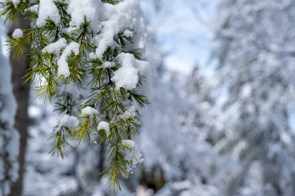 Coniferous Larix Tree Branch Covered Snow Winter Ankara Selective Focus — 스톡 사진