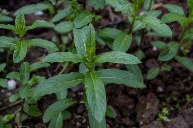 Lamiaceae, nane bitkisinin üzerinde yapraklar, yakın plan. Seçici odak nane yaprakları.