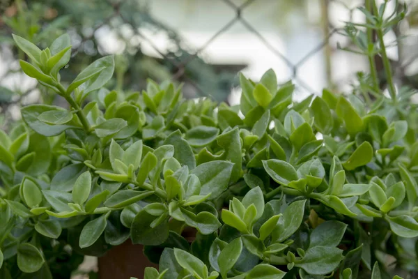 Aptenia cordifolia ya da kalp yaprağı buzulu yeşil bitki arka planı