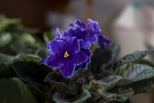 Vackra Lila Violetta Blommor Krukor Selektiv Fokusviolett — Stockfoto