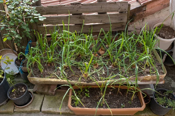 Growing Fresh Onions Pot Made Cutting Water Tank View Urban — Stock Photo, Image