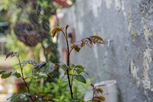 Close-up of green rose leaves with raindrops. Concept background floral.  Water drops after rain on rose leaves close up background backdrop. Selective focus leaves.