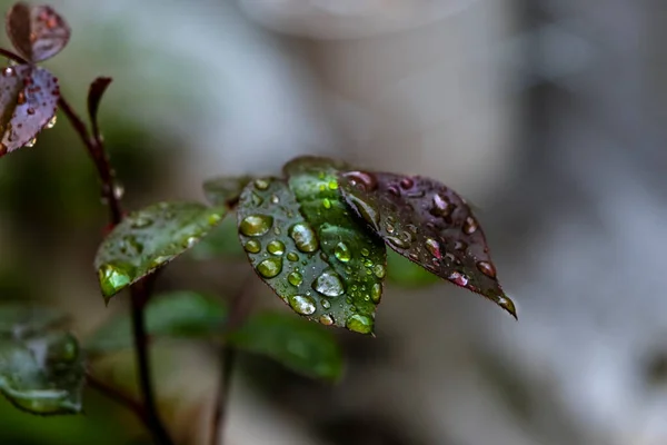 Close-up of green rose leaves with raindrops. Concept background floral.  Water drops after rain on rose leaves close up background backdrop. Selective focus leaves.