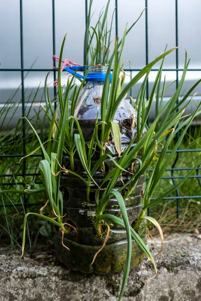 Su tankını keserek yapılan bir tencerede taze sarımsak yetiştirmek. Ön planda sarımsak ve soğanlı plastik kaplarda bir şehir bahçesi manzarası.