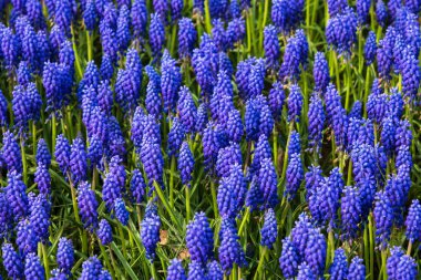 Bahar bahçesinde sümbül çiçekleri. Sahadaki mor sümbüllere odaklan. Emirgan