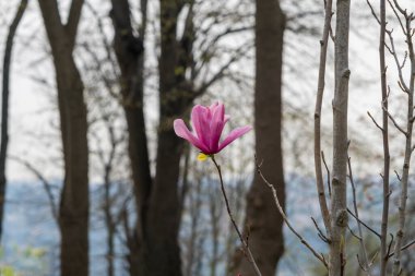 Magnolia liiflora 'nın mor çiçekleri, bulanık bir arkaplana (Magnoliaceae) yakın plan. Seçici odak Mor renkli Manolya çiçeği.
