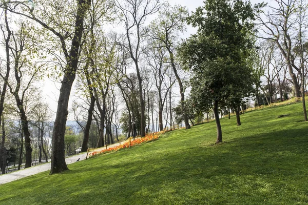 Весною Стамбулі Парк Великі Дерева Прогулянкові Доріжки Зелені Газони Столики — стокове фото