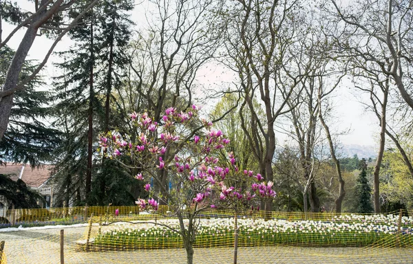 Růžové Fialové Květy Magnoliaceae Magnolia Liliiflora Parku Bílé Tulipány Pozadí — Stock fotografie