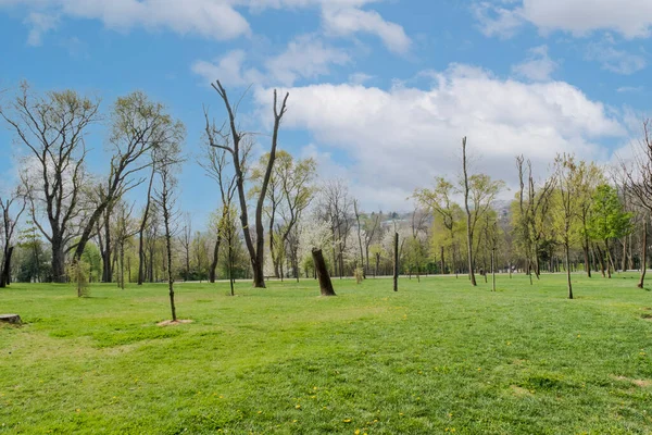 Park Istanbulu Jaře Velké Stromy Pěší Stezky Zelené Trávníky Piknikové — Stock fotografie