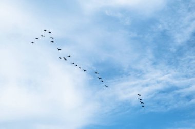 Bahar mevsiminde ve karabataklar bulutlu mavi gökyüzünde göç ederler. Deniz Kargası.