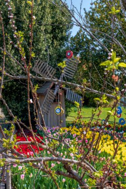 Güneşli bir günde renkli laleler tarlası, güzel bir çiçek bahçesi. Ortadaki dilek ağacı ve nazar boncukları. Yel değirmeni arkadaki tahtada.