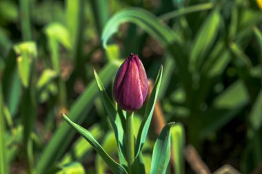 Yeşil zemin üzerinde kusursuz mor lale tomurcuğu Seçici odak tomurcuğu.