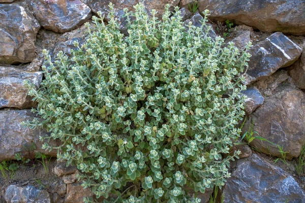 Pseudodictamnus mediterraneus, the false dittany, is a species of flowering plant in the mint family. Selective Focus Family