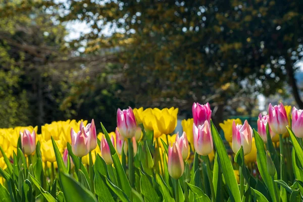 Perfect yellow and pink white tulips on woods background , spring-blooming and the flowers are so beautiful in garden. Selective focus pink tulips. Flawless Tulipa