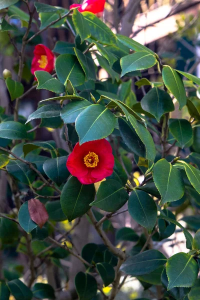 Flawless Camellia Japonica Japanese Camellia Flower Red Selective Focus Flower — Fotografia de Stock