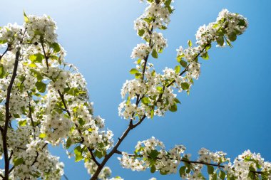 Armutun çiçekli dalı. Çiçekli bahar bahçesi. Bahar çiçekleri, beyaz armut çiçekleri..