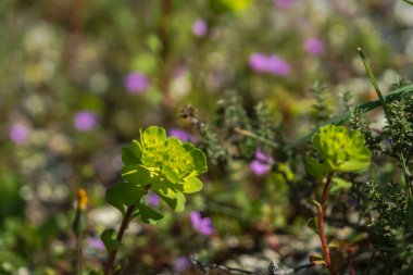 Euphorbia helioscopia . the sun spurge Selective Focus Plant