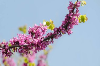 Kusursuz Cercis silikstrumu, yaygın olarak Judas ağacı olarak bilinen küçük bir yaprak döken ağaçtır. Mavi Gökyüzü Arkaplanı. Seçici Odaklanma Mor Çiçek Dalları.