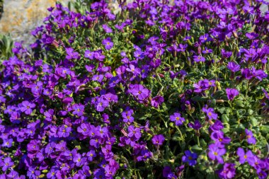 Aubretia ya da Aubrieta düşük yayılan dayanıklı bitkiler çoklu yoğun mor çiçekli ve yerel bahçeye ekilen sarı çiçekli desen ya da duvar kağıdı gibi görünen.