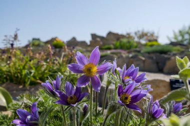 Pulsatilla vulgaris, pask çiçeklerin yakın görüntüsü veya pasif Türkiye