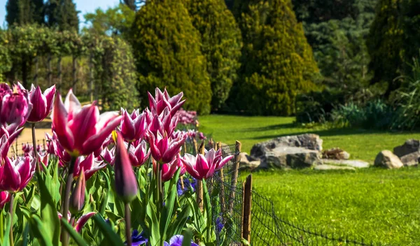 Perfect pink and white tulips on a green background , spring-blooming and the flowers so beautiful in garden. Selective focus tulips. Flawless Tulipa.